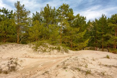 Finlandiya Körfezi kıyısında, Sosnovy Bor yakınlarındaki Leningrad bölgesinde kum tepeleri.. 