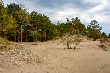 Finlandiya Körfezi kıyısında, Sosnovy Bor yakınlarındaki Leningrad bölgesinde kum tepeleri.. 