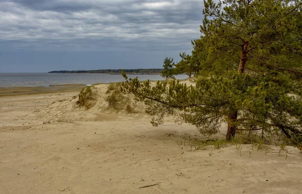 Dunas Areia Costa Golfo Finlândia Região Leningrado Perto Cidade Sosnovy — Fotografia de Stock