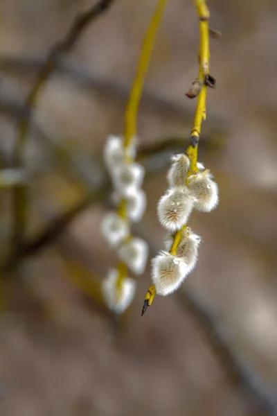 Branche Saule Aux Bourgeons Duveteux — Photo