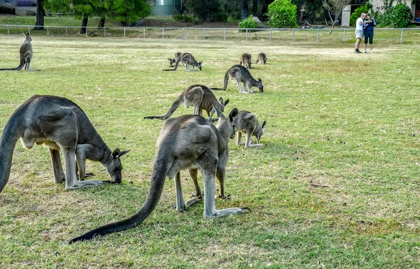 Uma Manada Kenrugs Roaming Livre Austrália Perto Dos Grampianos — Fotografia de Stock