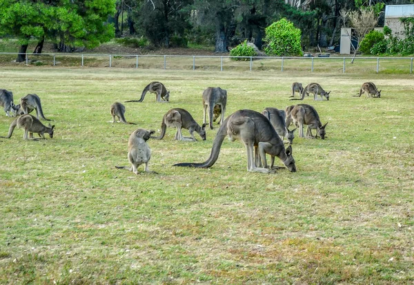 Una Manada Kenrugs Itinerantes Australia Cerca Los Grampians — Foto de Stock