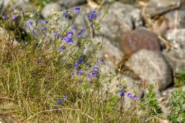 Arka planda gölde çan sesleri. 