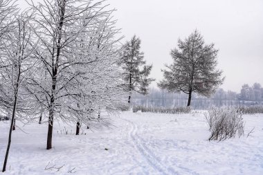 Neva Nehri kıyısı, Rybatskoye, Nevsky bölgesi, St. Petersburg, Rusya. St. Petersburg 'da soğuk soğuk bir sabah Neva Nehri' nin sol kıyısında. 