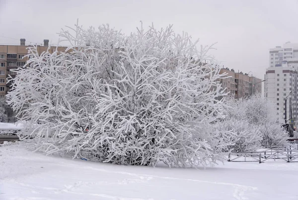 Bank Neva River Rybatskoye Nevsky District Petersburg Russia Cold Frosty — Stock Photo, Image