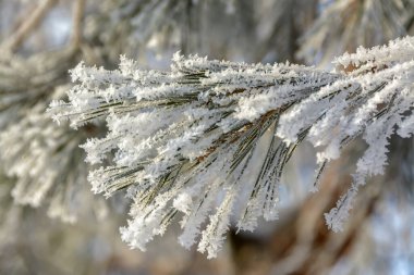 Ağaçların dalları ve çalılar güneşli ve dondurucu havada donla kaplıdır.. 