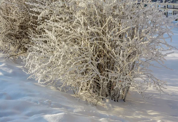 Filialer Träd Och Buskar Täckta Med Frost Soligt Frostigt Väder — Stockfoto