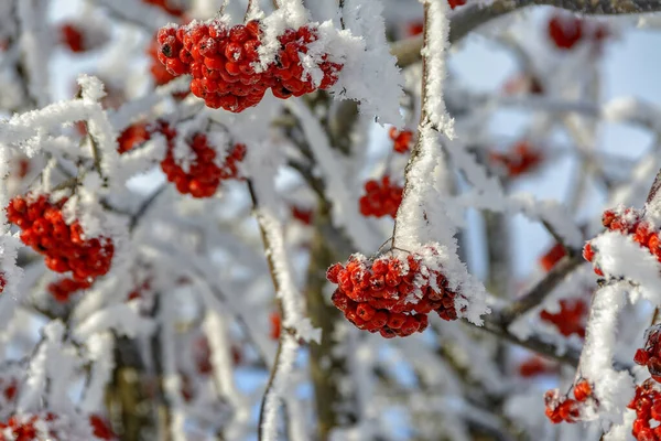 Větve Stromů Keřů Pokryté Mrazem Slunečného Mrazivého Počasí — Stock fotografie