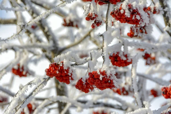 Ветви Деревьев Кустарников Покрыты Морозом Солнечную Морозную Погоду — стоковое фото