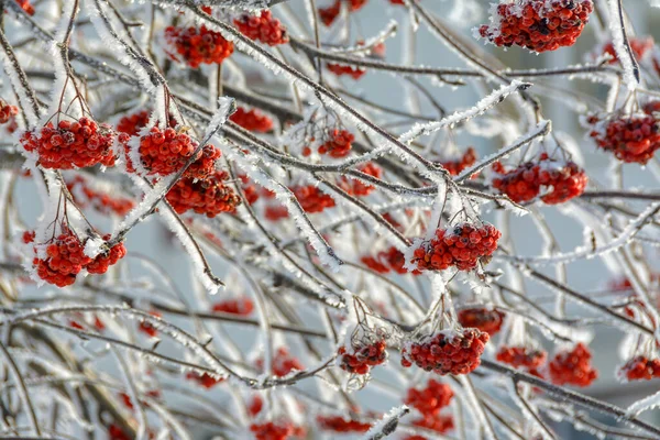 Filialer Träd Och Buskar Täckta Med Frost Soligt Frostigt Väder — Stockfoto