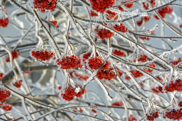 日当たりの良い霜に覆われた木々や茂みの枝 — ストック写真