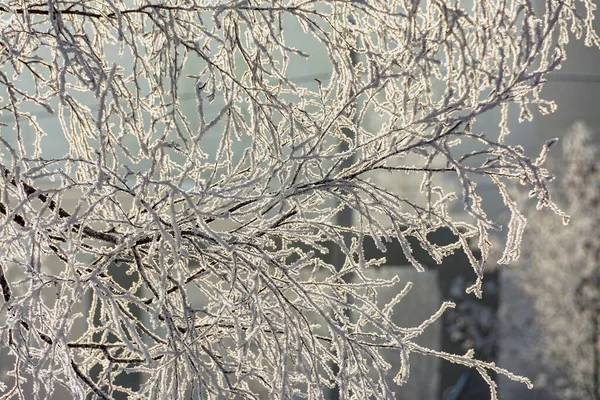 Filialer Träd Och Buskar Täckta Med Frost Soligt Frostigt Väder — Stockfoto