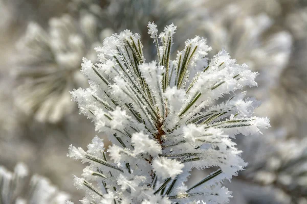 Takken Van Bomen Struiken Bedekt Met Vorst Bij Zonnig Ijzig — Stockfoto