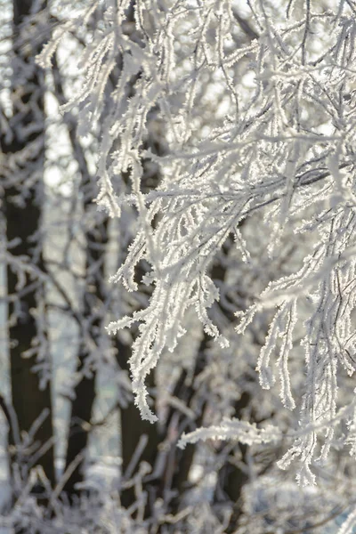 Filialer Träd Och Buskar Täckta Med Frost Soligt Frostigt Väder — Stockfoto