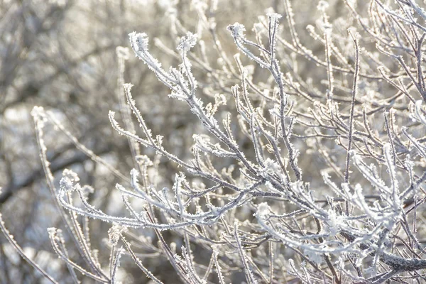 日当たりの良い霜に覆われた木々や茂みの枝 — ストック写真