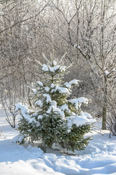 Větve Stromů Keřů Pokryté Mrazem Slunečného Mrazivého Počasí — Stock fotografie
