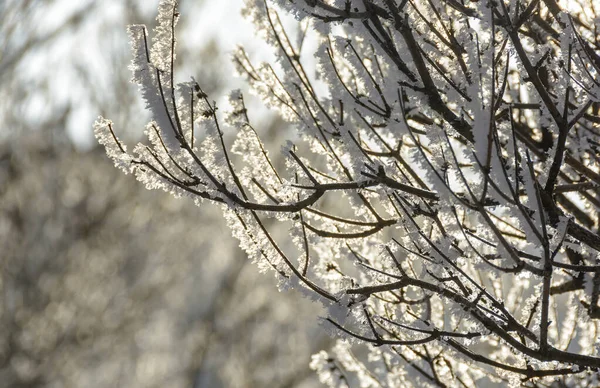 在阳光明媚 寒冷的天气里 被霜冻覆盖的树枝和灌木丛 — 图库照片
