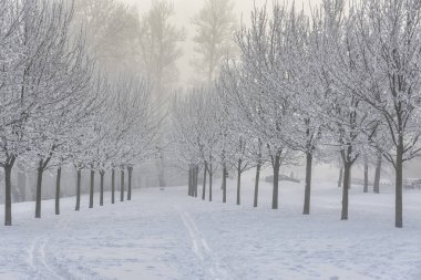Neva kıyılarında dondurucu sisli bir şubat günü. 
