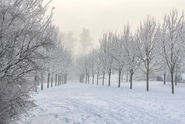 Frosty Dimmigt Februari Dag Stranden Neva — Stockfoto