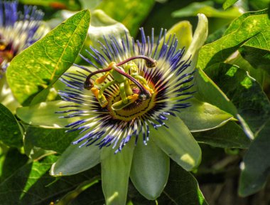 Passiflora, büyük parlak çiçeklerle karakterize edilen yıllık veya asma benzeri bir bitkidir.. 