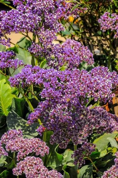 Kermek Рід Рослин Родини Pigidae Багаторічні Трави Або Кущі Заввишки — стокове фото