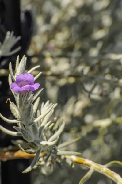 Eremophila Nivea Commonly Known Silky Eremophila Flowering Plant Figurative Family — Stock Photo, Image