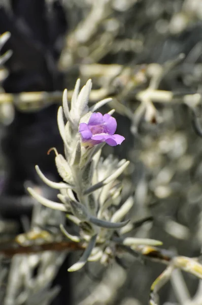 Eremophila Nivea Commonly Known Silky Eremophila Flowering Plant Figurative Family — Stock Photo, Image