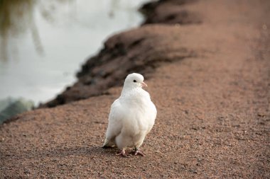 Beyaz güvercin barışın sembolüdür.. 