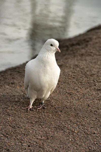 Paloma Blanca Símbolo Paz — Foto de Stock