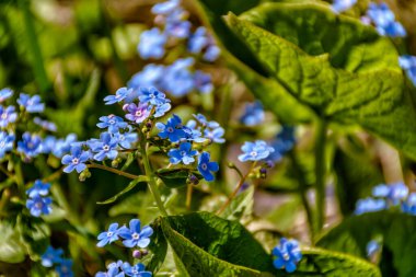 Bahar çiçekleri, bahçe unutkanlıkları.. 