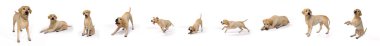 3D Render: 10 duruşu olan köpek cins labrador retriever. Tatlı Labrador köpeğinin portresi zıplamak, koşmak, uyumak, esnemek ve oturmak.