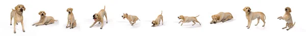 Render Kutyafajta Labrador Retriever Testtartással Portré Aranyos Labrador Kutya Ugrás — Stock Fotó
