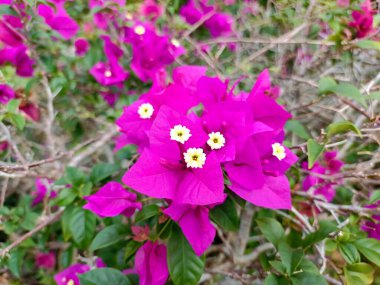 Çiçek: 124; Tanım: 124; Anatomi: 124; Estetik