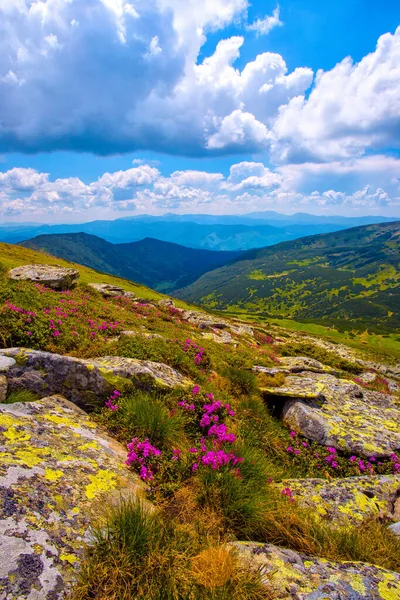 Malowniczy Letni Poranek Wizerunek Malownicze Krajobrazy Poranne Niesamowite Kwiaty Różowy — Zdjęcie stockowe