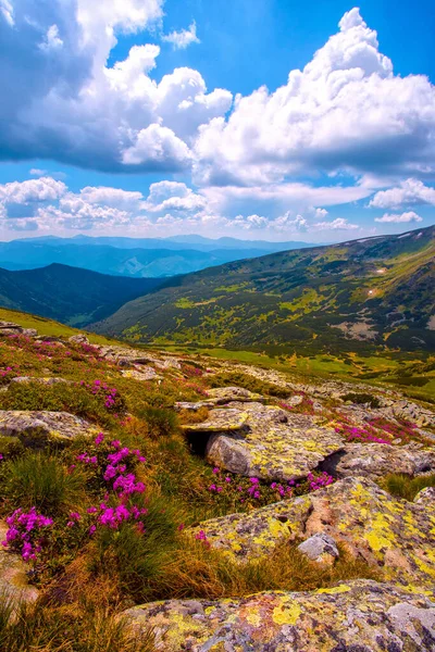 風光明媚な夏の夜明けのイメージ 絵の朝の風景 素晴らしい花ピンクシャクナゲの花 花の自然背景 ウクライナ カルパチア山脈 ヨーロッパ — ストック写真