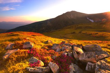 resim yaz şafağı resmi, resim gibi sabah manzarası, harika çiçek açan pembe rododendron çiçekleri, çiçekli doğa arka planı, Ukrayna, Karpatya dağları, Avrupa