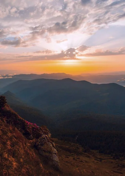 絵のように美しい夏の夜明け画像 絵の朝の風景 素晴らしい花ピンクシャクナゲの花 花の自然背景 ウクライナ カルパチア山脈 ヨーロッパ — ストック写真