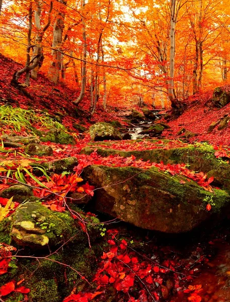 Meravigliosa Immagine Alba Autunno Montagna Alba Mattina Autunno Sfondo Colorato — Foto Stock