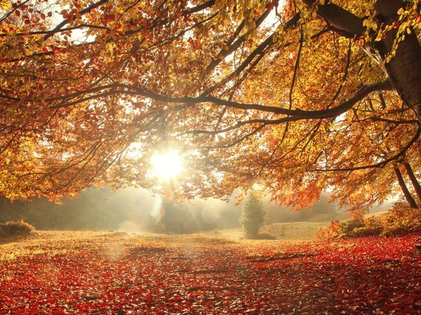 Wunderbare Herbst Sonnenaufgang Bild Den Bergen Herbst Morgen Morgendämmerung Natur — Stockfoto