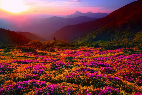 Ukraine - Romania border, Europe, Carpathian mountains, Marmarosy range, breathtaking summer landscape in Europe, amazing morning sky and awesome blooming pink rhododendrons flowers