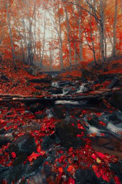 harika sonbahar gündoğumu görüntüleri dağlarda, sonbahar sabahı şafağı, doğa renkli arka plan, Karpatlar dağları, Ukrayna, Avrupa
