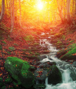 harika sonbahar gündoğumu görüntüleri dağlarda, sonbahar sabahı şafağı, doğa renkli arka plan, Karpatlar dağları, Ukrayna, Avrupa