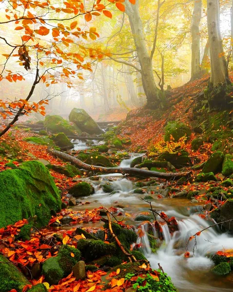 山の中で素晴らしい秋の日の出画像 秋の朝の夜明け 自然カラフルな背景 カルパチア山脈 ウクライナ ヨーロッパ — ストック写真