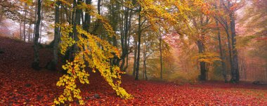 harika sonbahar gündoğumu görüntüleri dağlarda, sonbahar sabahı şafağı, doğa renkli arka plan, Karpatlar dağları, Ukrayna, Avrupa