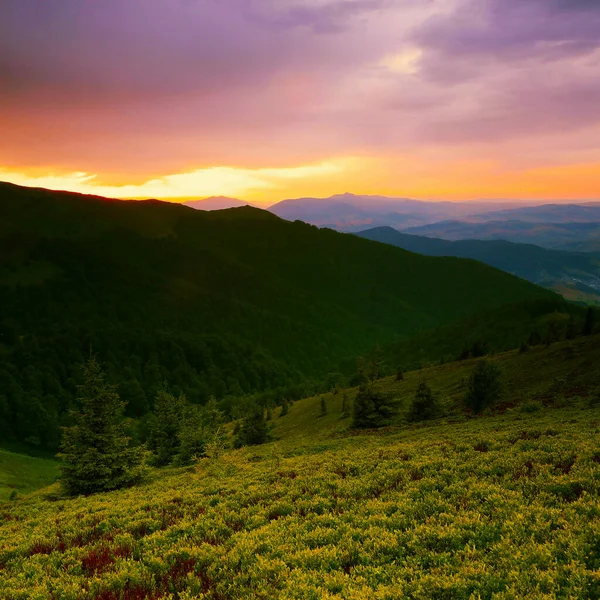 壮大な夏の風景 素晴らしい夕日の風景 山の中の美しい自然背景 カルパチア山脈 ウクライナ ヨーロッパ — ストック写真