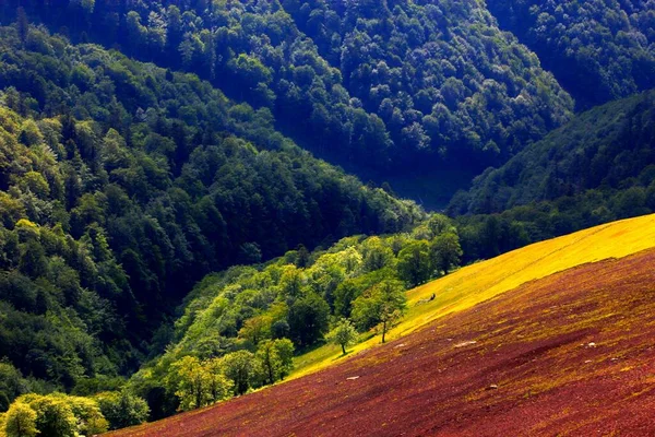 壮大な夏の風景 素晴らしい夕日の風景 山の中の美しい自然背景 カルパチア山脈 ウクライナ ヨーロッパ — ストック写真