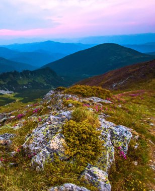 çarpıcı yaz manzarası, muhteşem günbatımı manzarası, dağlardaki güzel doğa arka planı, Karpatya dağları, Ukrayna, Avrupa