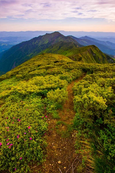 素晴らしい夏の風景 素晴らしい夕日の風景 山の中で美しい自然背景 カルパチア山脈 ウクライナ ヨーロッパ — ストック写真