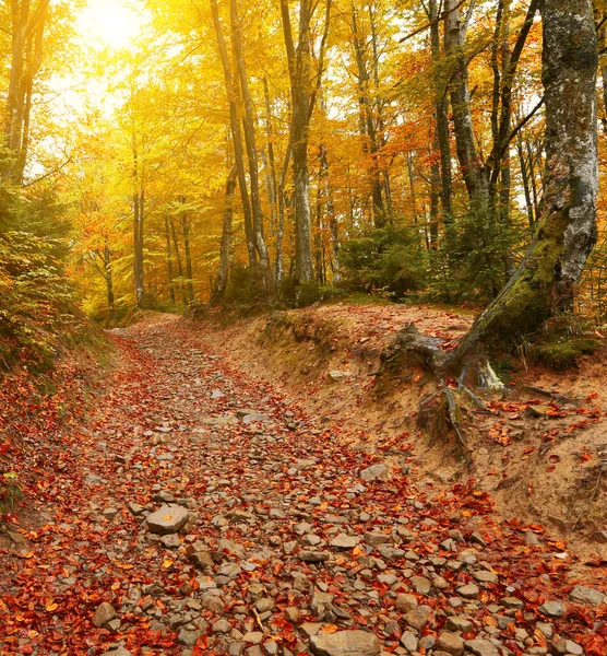 Maravillosa Imagen Del Amanecer Del Otoño Las Montañas Amanecer Mañana — Foto de Stock