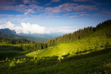 Muhteşem yaz manzarası, muhteşem gün batımı manzarası, dağlardaki güzel doğa arka planı, Karpat dağları, Ukrayna, Avrupa